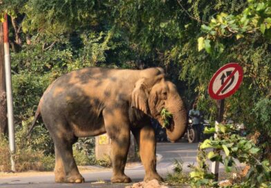 राष्ट्रीय राजमार्ग पर धमक रहा हाथी, सावधानी से करें सफर